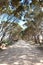 Trees over road, kangaroo island