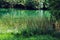 Trees overgrown by green vines flanking flowing River.