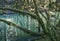 Trees overhanging a forest pond