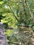 Trees overhanging a river