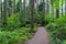 Trees - Pacific Spirit Park