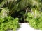 Trees and palm trees on the Maldives coast.