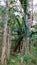 Trees, palm trees and plants are growing fast in an Australian natural bushland.