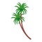 trees palms tropical plants