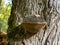 Trees with parasitic stem pests fungi saprophytes and parasites in the forest park.