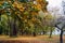 Trees in park during autumn time