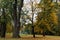 Trees in park during autumn time