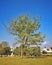 Trees of a park in the chandigarh city india