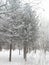 The trees in the Park, covered with frost. Frosty foggy day.