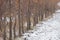 Trees in the park grow along a snow-covered road in Ukraine in December afternoon