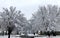 Trees in park after snowstorm covered in ice