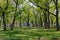 Trees in the Park, view of the clearing in Sunny weather