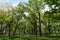 Trees in the Park, view of the clearing in Sunny weather