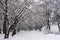 The trees in the Park in winter. It`s snowing