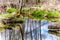 Trees partly chewed through by Beavers in beautiful British Columbia, Canada