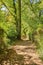 Trees in a path in El Bosque - Benamahoma