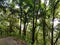 Trees path jungle walk hiking peak doi pui view point north chiang mai thailand