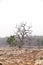 Trees in pench river bed, pench tiger reserve