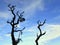 The trees perennial deciduous, under the cloud and blue sky.