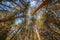 Trees perspective lines to the blue sky in France