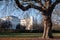 Trees photographed against a clear blue sky in Regent`s Park, London UK on a cold winter`s day. Nash Terraces in the distance.