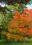 Trees photographed in October in Kew Gardens, London UK, with their leaves turning colour in autumn.