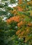 Trees photographed in October in Kew Gardens, London UK, with their leaves turning colour in autumn.