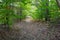 Trees in a pine forest in late summer Michigan