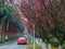 Trees and pink flowers along the street.Campus scenery.The view of the road extension