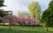 Trees with pink flowers in spring