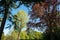 Trees in Pinner Memorial Park, Pinner Middlesex UK. Photographed on a sunny spring day in HDR, high dynamic range.