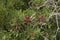 Trees of Pistacia lentiscus in sicily