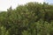 Trees of Pistacia lentiscus in sicily