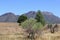 Trees, plains and mountains, Flinders Ranges National Park