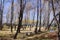 Trees planted in lake in wetland park 1