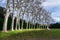 Trees planted in a line at Boboli Gardens Park, in Florence, Italy