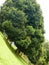 Trees planted in a row on a steep slope