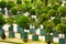 Trees in planters at Versailles Palace gardens