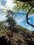 Trees and plants growing on a hill mound