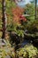 Trees and plants lining a stream leading to a Japanese tea house, in the fall in Illinois