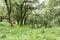 Trees and plants in mountain rainforest of Tanzania