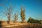 Trees and plowed ground in a farm