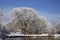 Trees with pond in winter, Lower Saxony, Germany