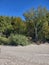 Trees on Port Albert Beach