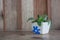 Trees pots decoration on wooden table.