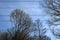 Trees and powerlines against blue skye