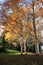 Trees in Powerscourt Estate - Autumn shades - County Wicklow - Ireland fall tour - No. 3 garden in world