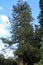 Trees in Powerscourt Estate - County Wicklow - Ireland travel - No. 3 garden in world