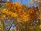 Trees With Pretty Vibrant Orange and Yellow Leaves in the Forest in November