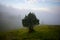 Trees in the Pyrenees